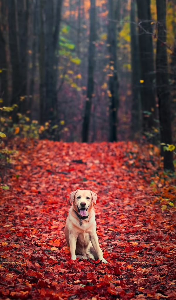 Собака породы золотистый ретривер сидит на желтой листве в лесу осенью