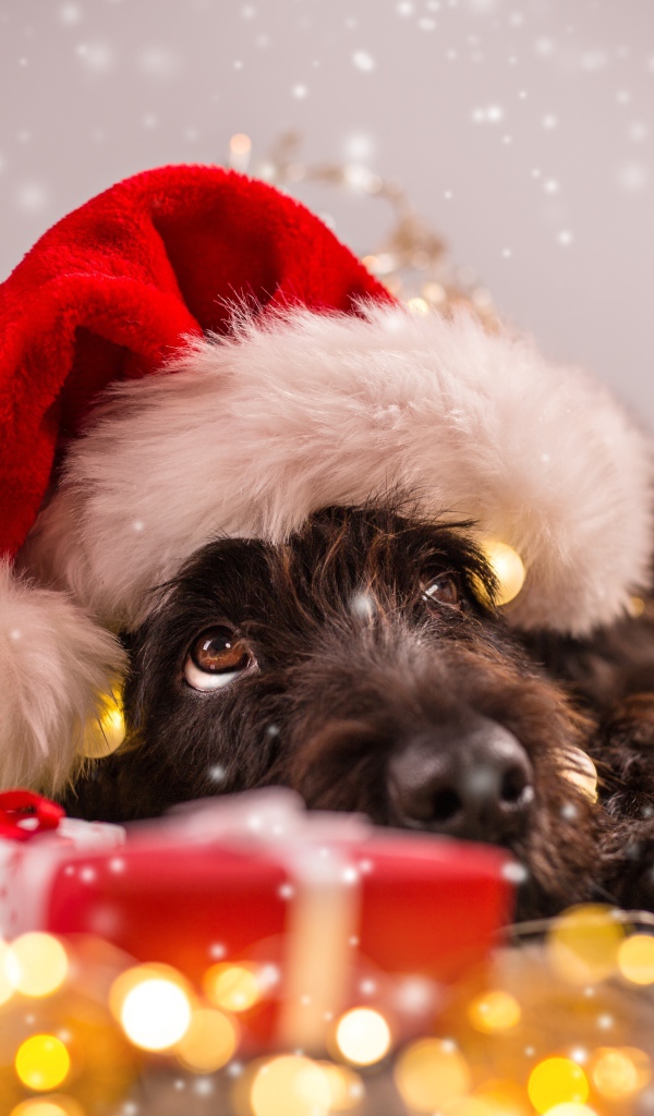 Собака в новогоднем костюме, символ Нового года 2018