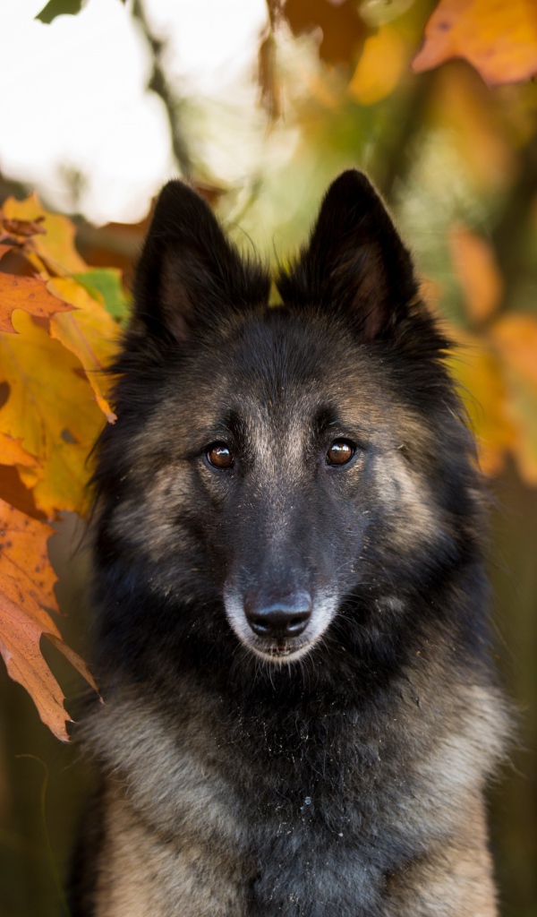 Собака в желтых осенних дубовых листьях
