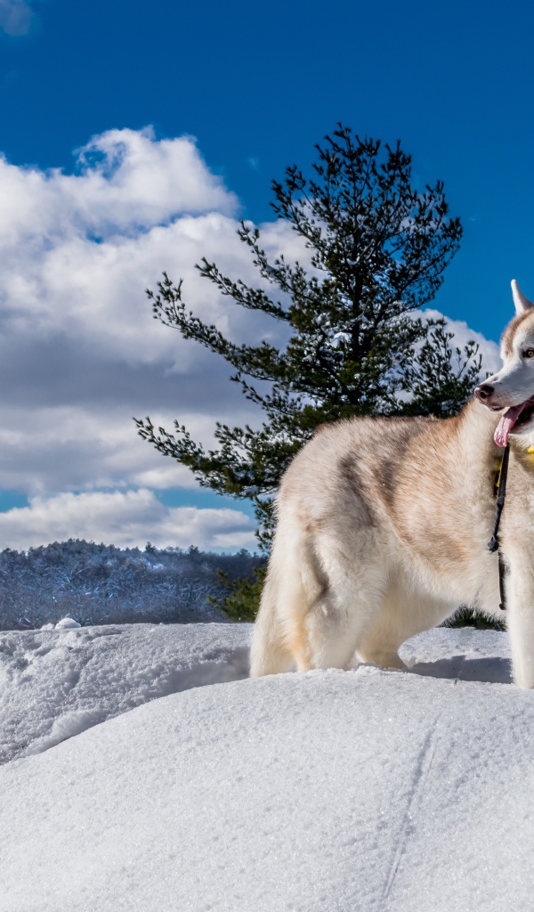 Собака породы Аляскинский маламут стоит на снегу на фоне красивого неба с облаками