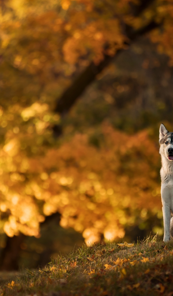 Собака породы хаски сидит на поляне в осеннем парке