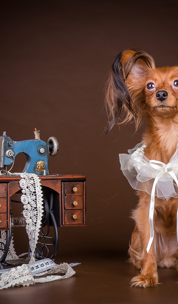 Собака породы русский той терьер позирует в наряде