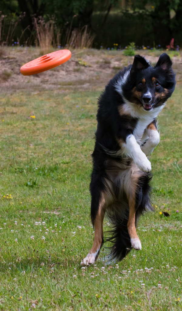 Собака породы Бордер-колли в прыжке