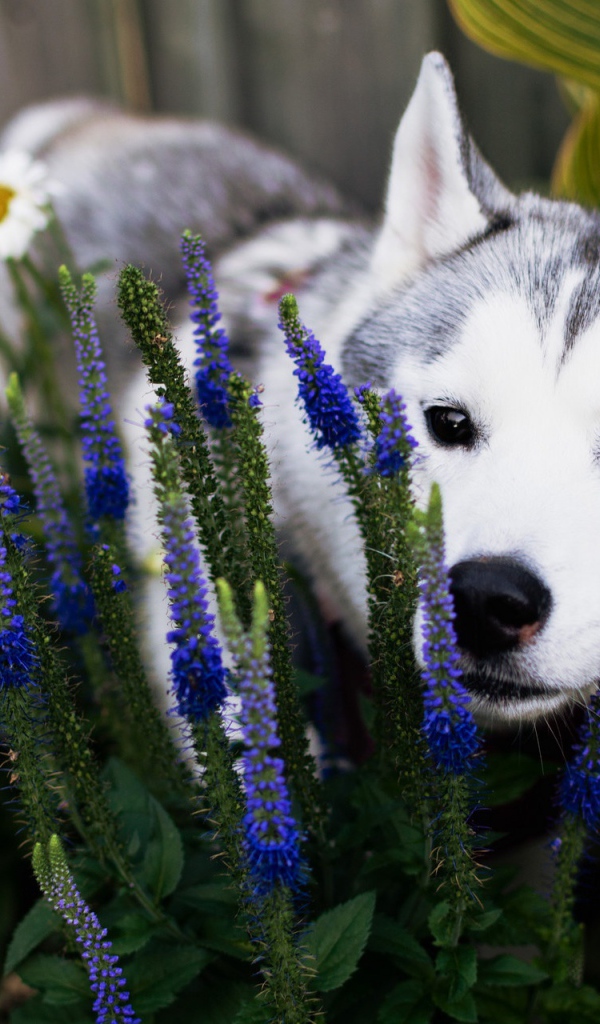 Собака породы Хаски с голубых цветах 