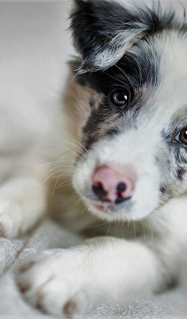 Забавная морда щенка бордер-колли