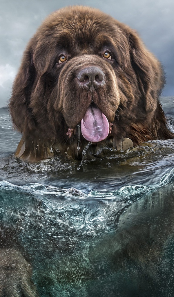 Большая собака породы ньюфаундленд плавает в воде