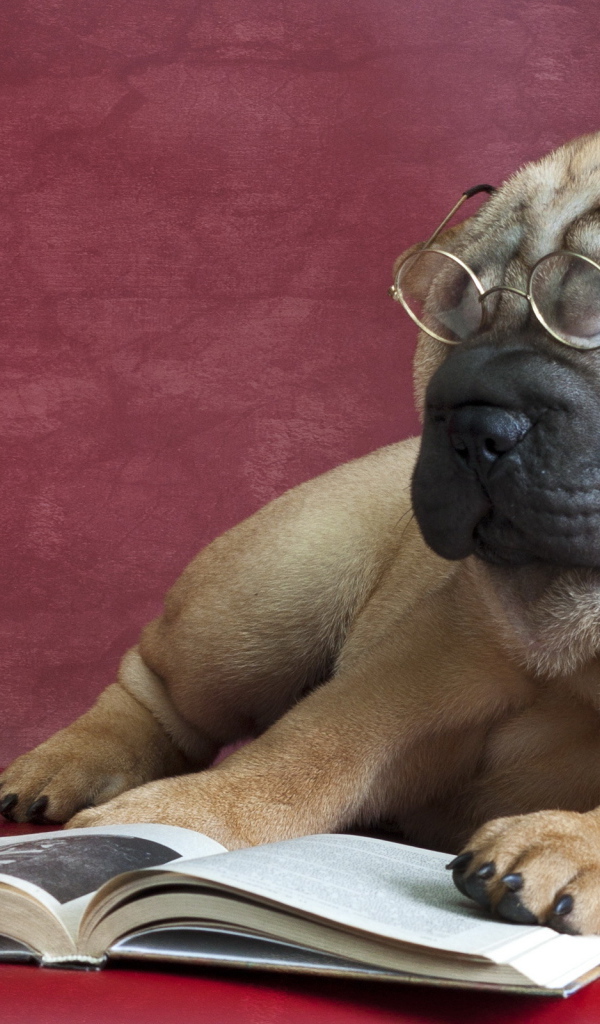 Большой пес породы шарпей в очках читает книгу