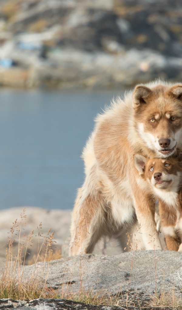 Большая собака со щенком сидят на камне