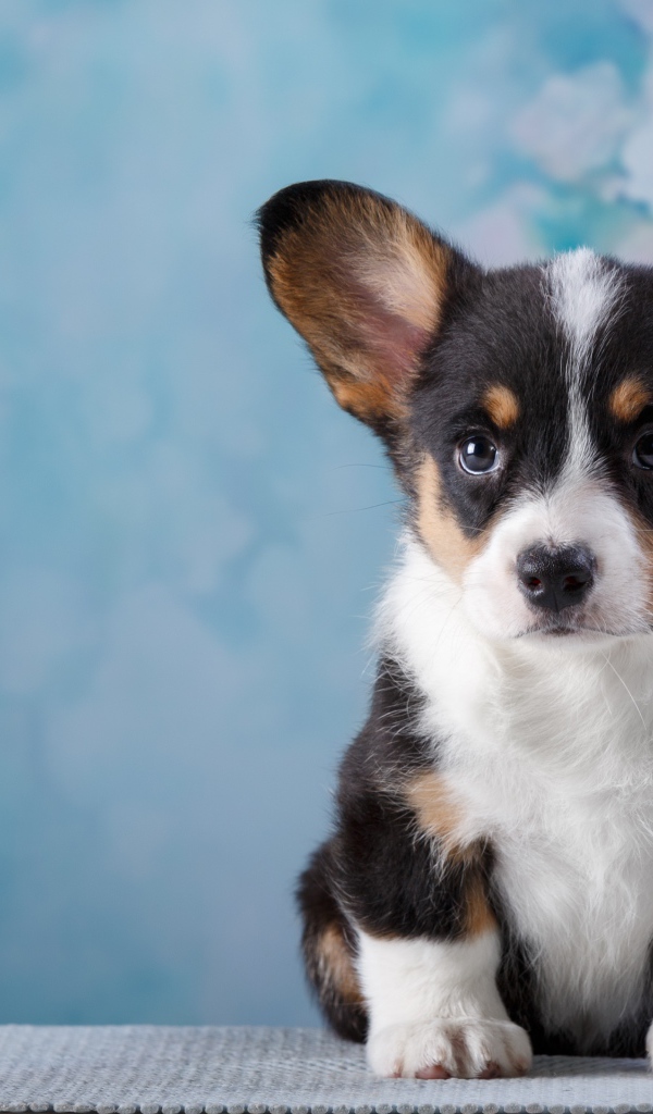 Маленький забавный щенок Вельш-корги на голубом фоне