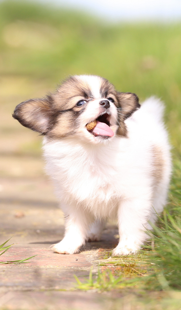 Маленький забавный щенок породы Папильон