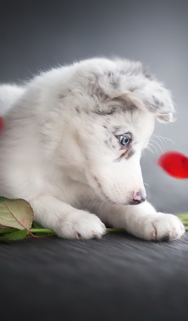 Маленький забавный щенок с красными розами