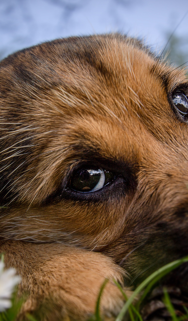 Маленький щенок с грустной мордой лежит на зеленой траве