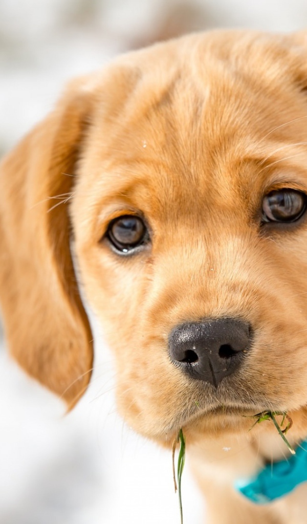 Маленький грустный щенок в голубом ошейнике