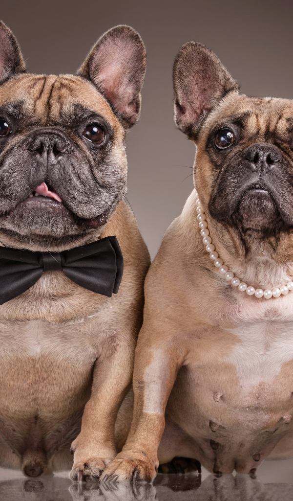 Пара больших бульдогов