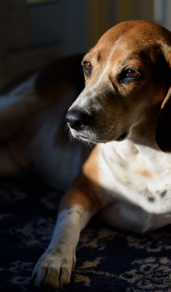 Грустный бигль лежит в лучах солнца