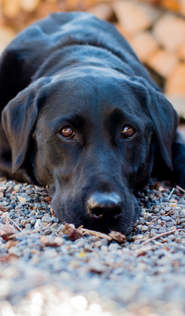Грустный черный лабрадор лежит на мелких камнях