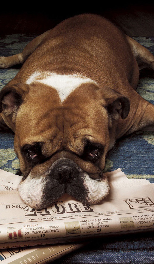 Грустный бульдог лежит на газетах