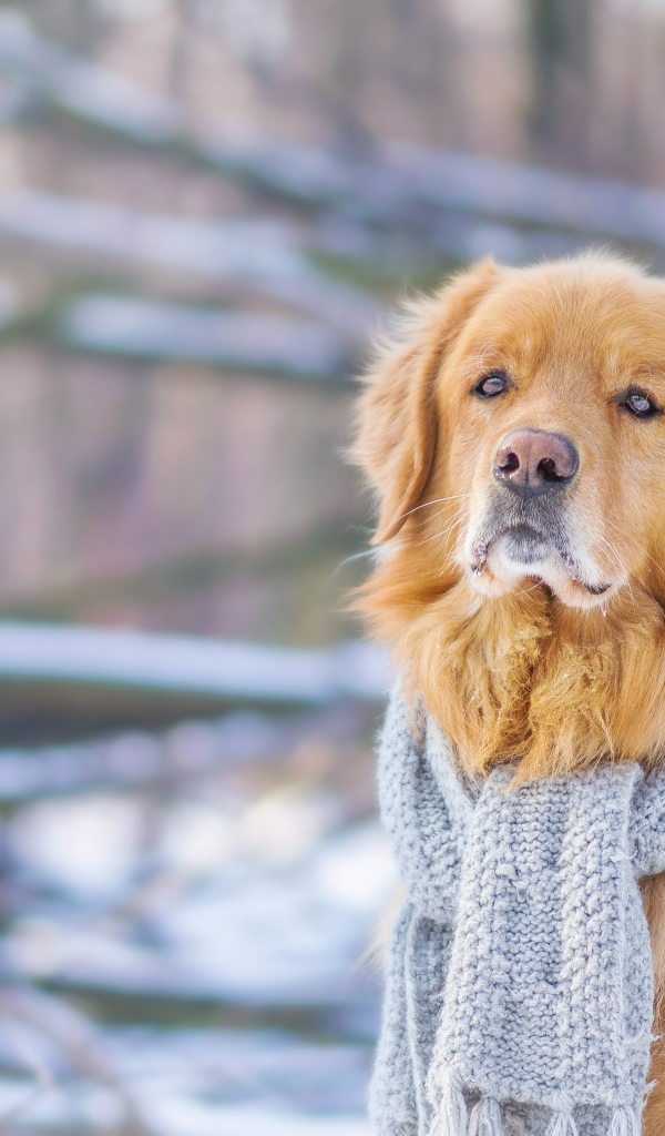 Грустный пес породы золотистый ретривер с голубым шарфом на шее