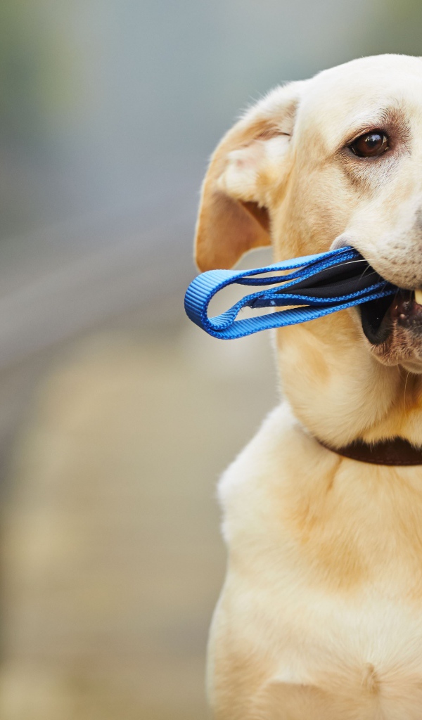 Грустный лабрадор сидит на дороге с синим поводком в зубах