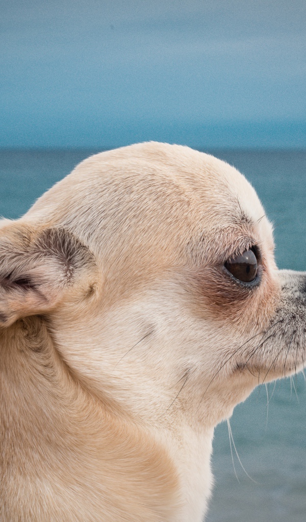 Грустный взгляд чихуахуа на фоне моря