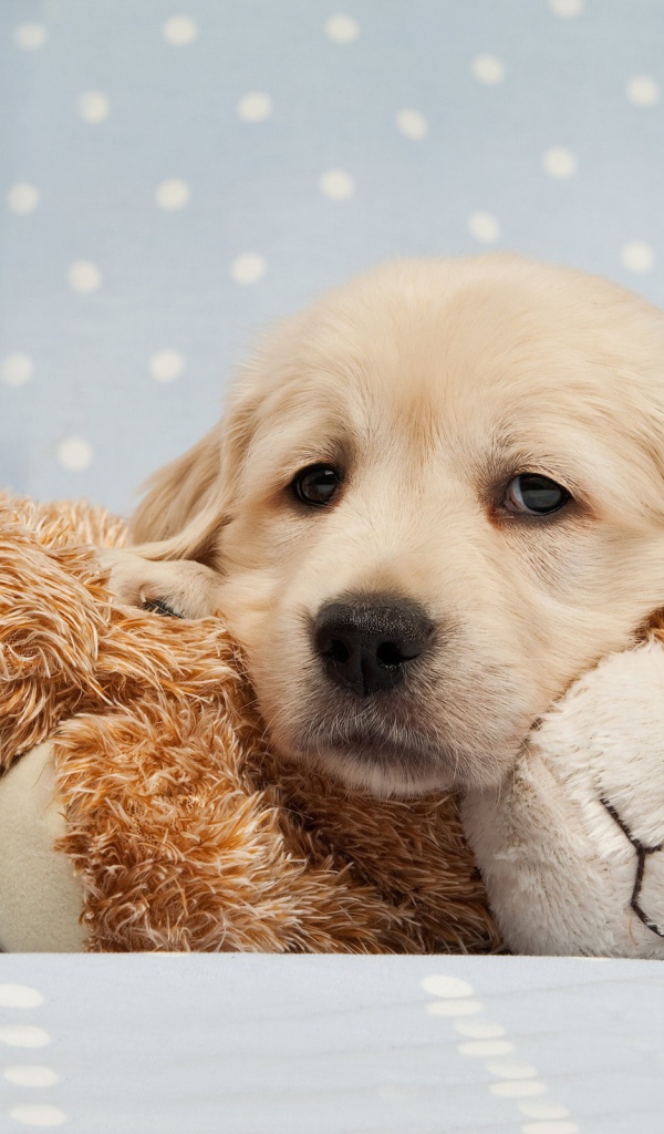 Грустный щенок золотистого ретривера лежит на мягкой игрушке