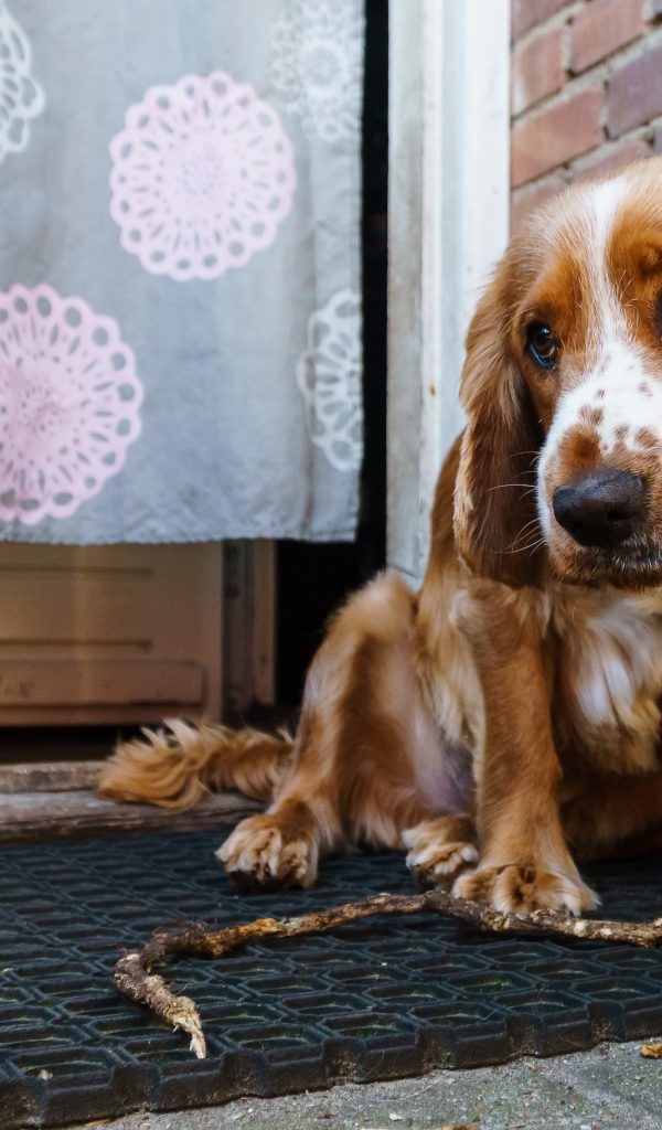 Грустный спаниель сидит у стены