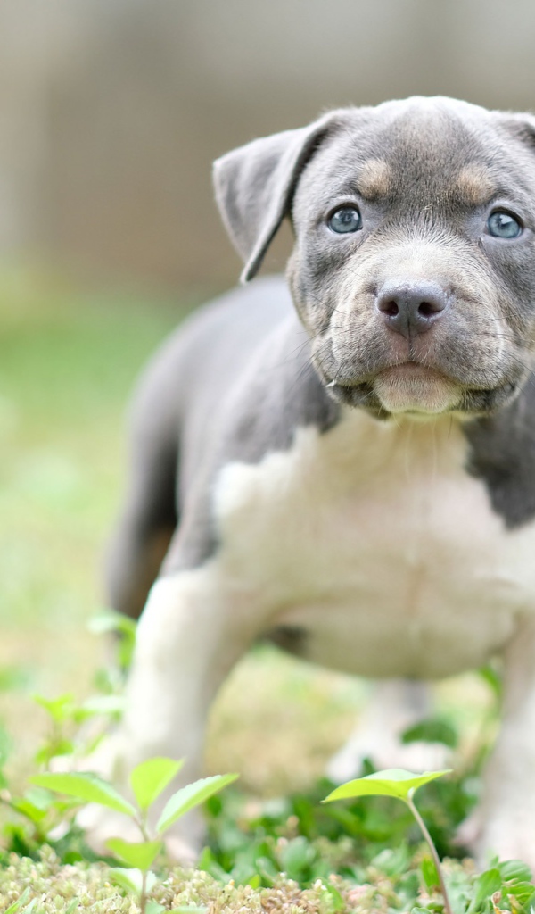Маленький голубоглазый щенок английского стаффордширского  бультерьера
