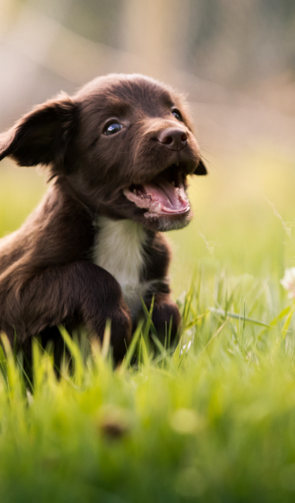 Маленький веселый щенок спаниеля бежит по зеленой траве