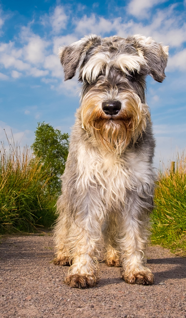 Маленькая собака породы шнауцер на фоне неба 