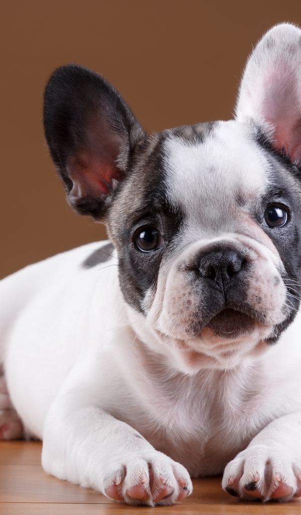 Маленький щенок французского бульдога лежит на полу