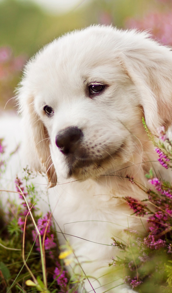 Маленький щенок золотистого ретривера в цветах 
