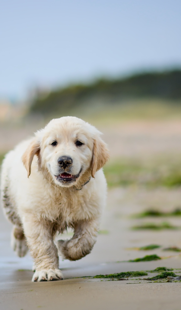 Маленький щенок золотистого ретривера бежит по мокрому песку