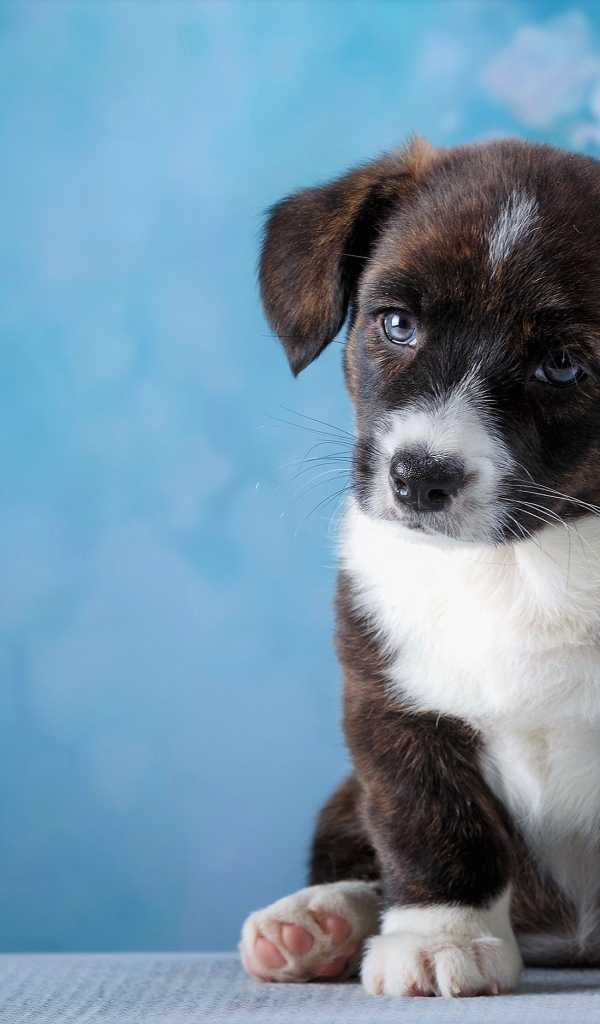 Маленький грустный щенок с голубыми глазами сидит на голубом фоне