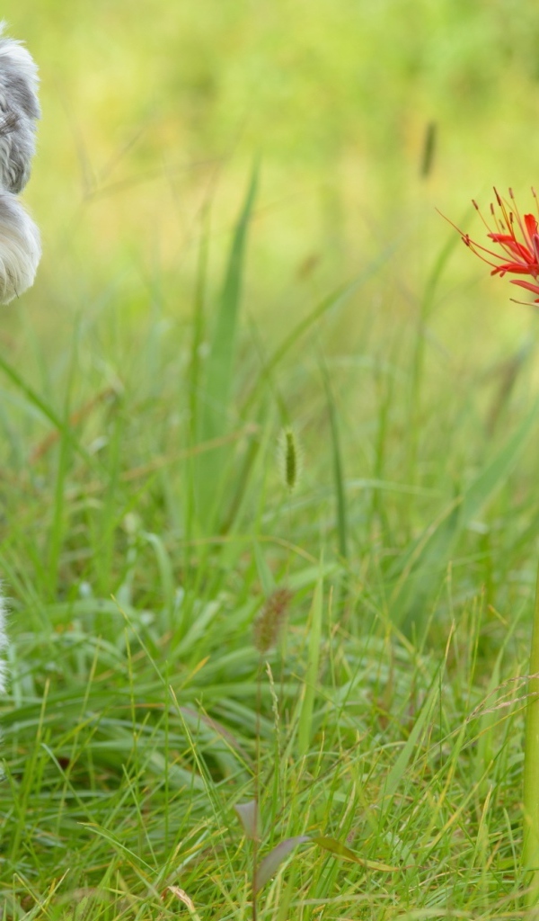 Маленький щенок шнауцера сидит рядом с красными цветами