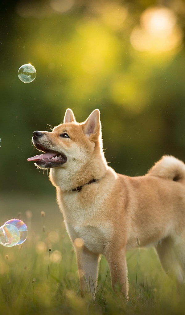 Собака породы акита ину ловит мыльные пузыри