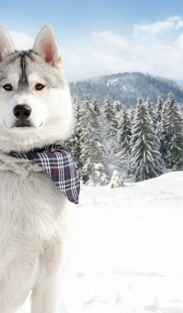 Аляскинский маламут на фоне заснеженной природы