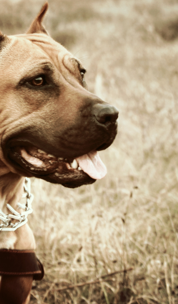 Амстафф с высунутым языком в ошейнике