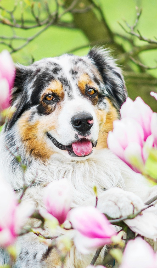 Австралийская овчарка в розовых цветах магнолии 