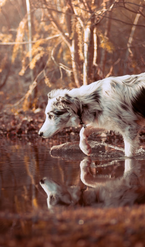 Собака породы Австралийская овчарка стоит в воде