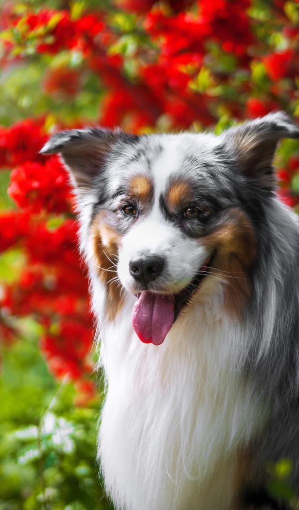 Австралийская овчарка у красных цветов 