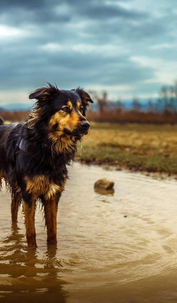 Австралийская Овчарка стоит в луже воды после дождя
