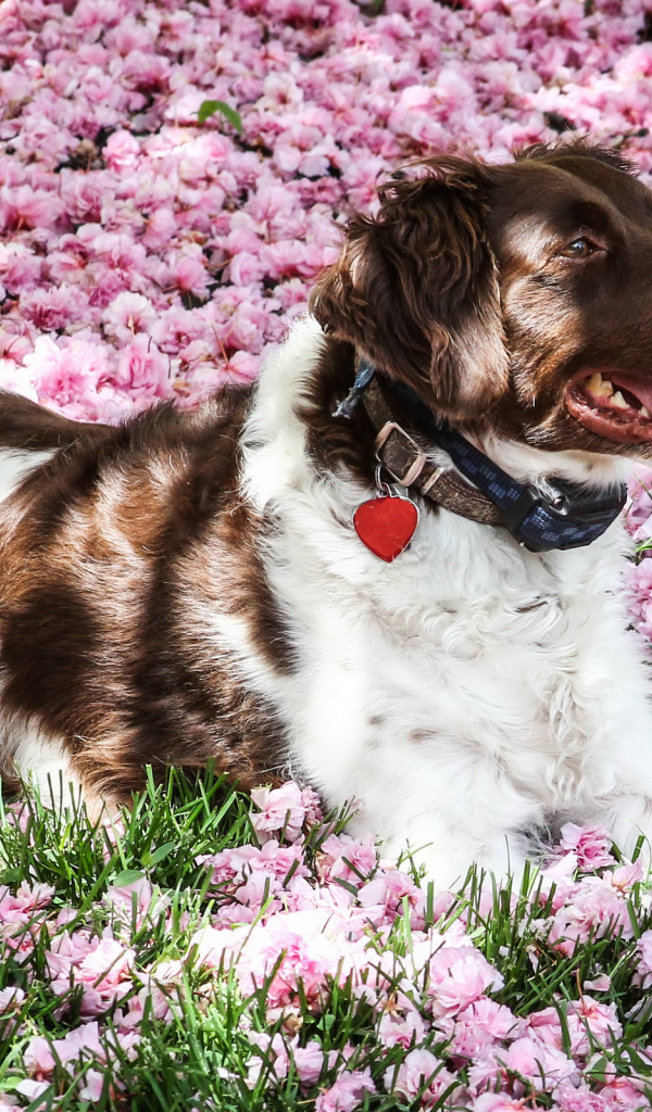 Австралийская овчарка лежит на розовых цветах 
