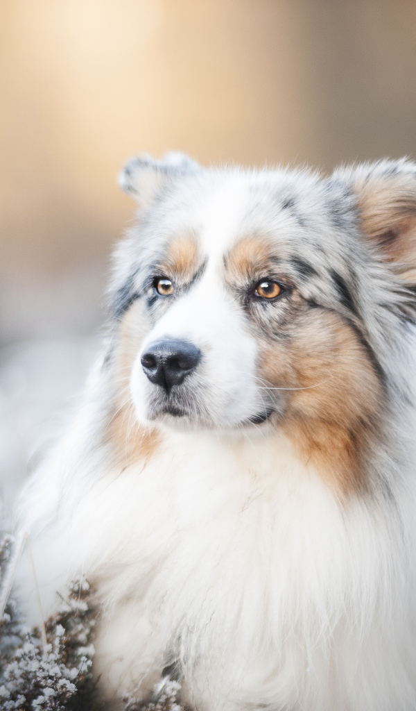 Австралийская Овчарка с серьезной мордой лежит на земле