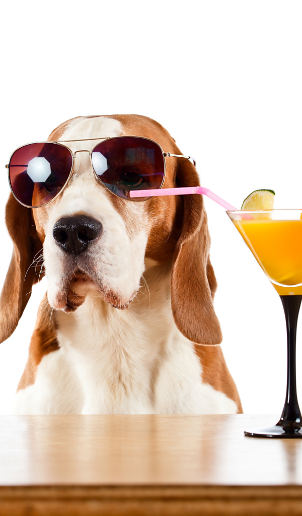 Бассет-хаунд  в очках пьет цитрусовый коктейль