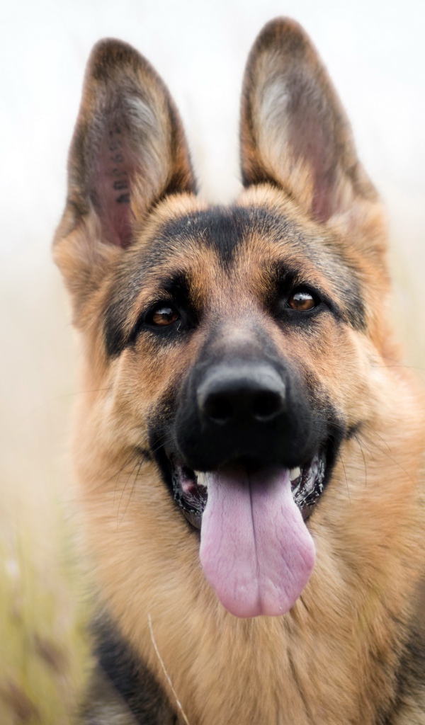 Красивая немецкая овчарка с высунутым языком
