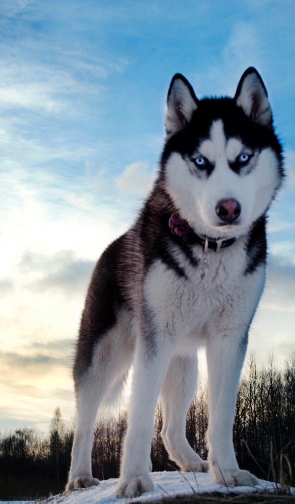 Красивый голубоглазый хаски стоит на фоне красивого неба