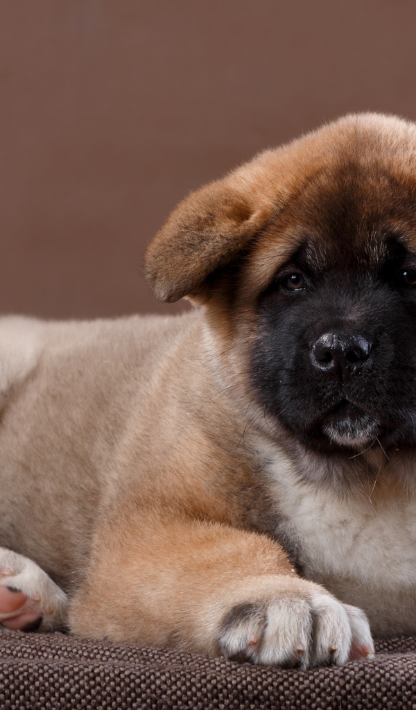 Красивый щенок породы Сиба-ину