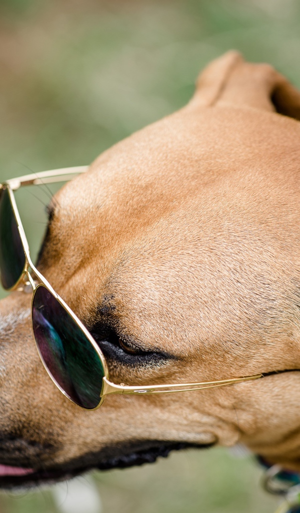 Большая собака в очках