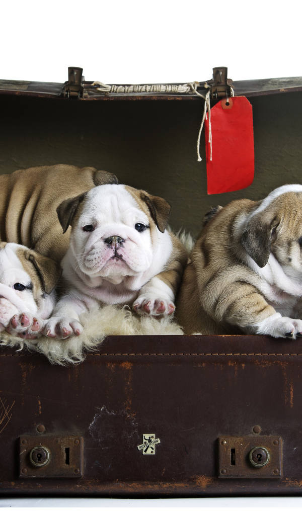 Большой старый чемодан со щенками английского бульдога