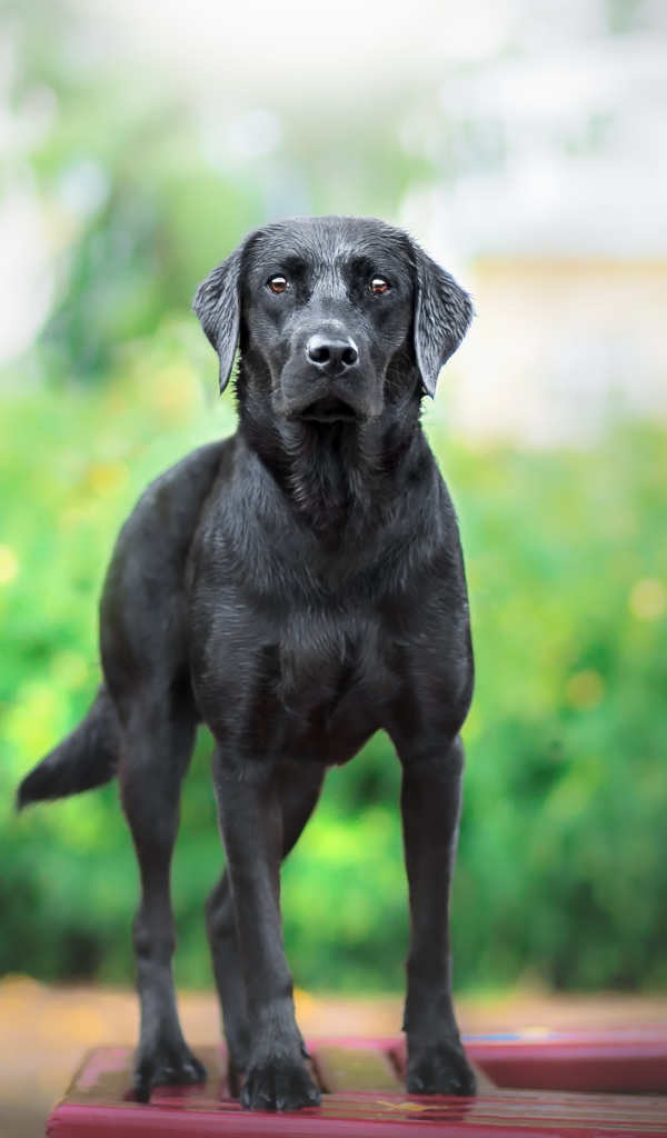 Большой грустный черный лабрадор